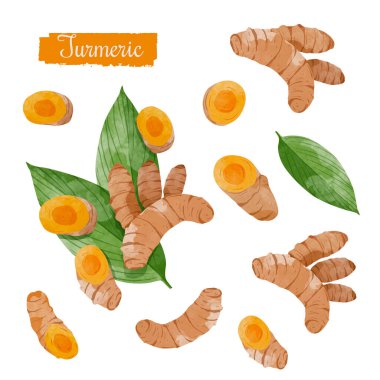 Zerdeçal kökü tasarım elemanları ayarlandı. suluboya biçim vektör illüstrasyonu.