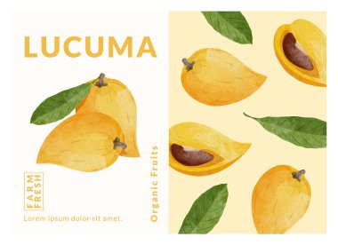 Lucuma, canistel, yumurta meyvesi paketleme tasarım şablonları, suluboya biçim vektör çizimi.