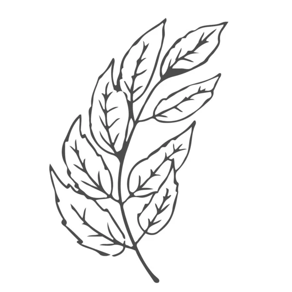 Doodle Ręcznie Rysowane Liście Liści Słodkie Eleganckie Rośliny Estetyczne Izolowane — Wektor stockowy