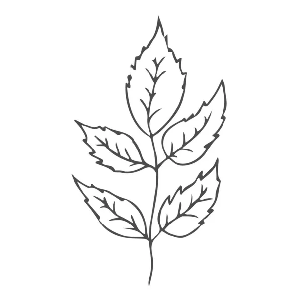 Doodle Mão Folhas Desenhadas Folhagem Bonito Planta Estética Elegante Isolado — Vetor de Stock