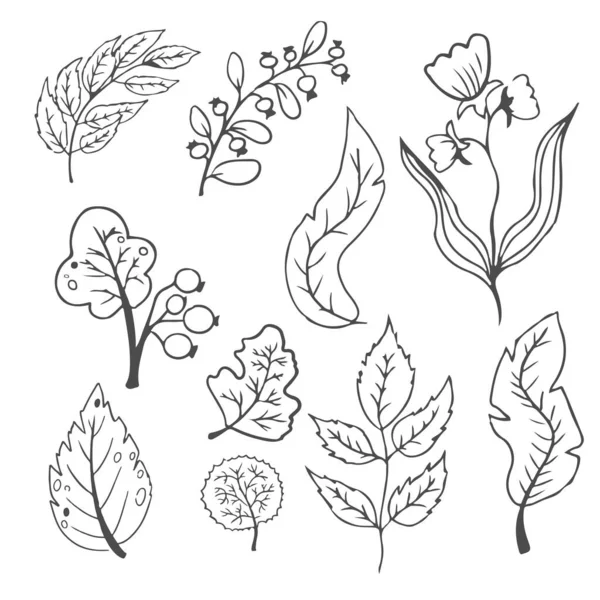 Φύλλα Ζωγραφισμένα Στο Χέρι Φύλλωμα Χαριτωμένο Κομψό Αισθητικό Φυτό Που — Διανυσματικό Αρχείο