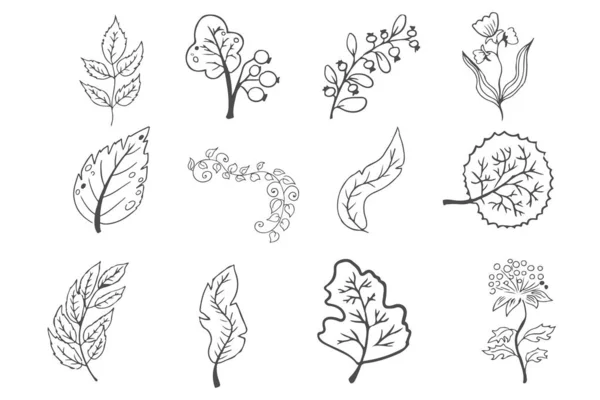 白い背景に隔離された葉 かわいいエレガントな審美的な植物を描きました 境界線 デザイン要素 スケッチ画 ベクターイラスト — ストックベクタ