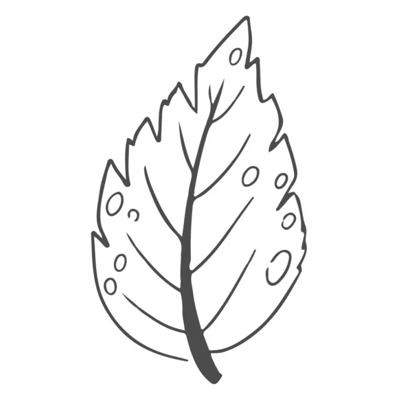 Ručně Kreslené Listy Listy Roztomilá Elegantní Estetická Rostlina Izolovaná Bílém — Stockový vektor