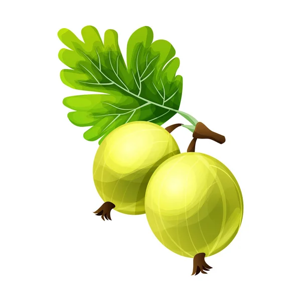 Gooseberry Saftig Växt Tecknad Stil Isolerad Vit Bakgrund Vektorillustration — Stock vektor