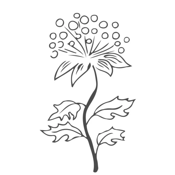 Doodle Kézzel Rajzolt Levelek Lombozat Aranyos Elegáns Esztétikai Növény Elszigetelt — Stock Vector