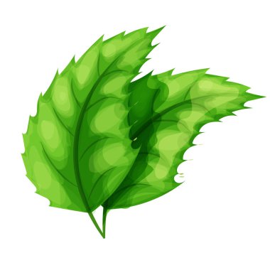 Nane şekeri, nane yaprağı, beyaz arka planda karikatür şeklinde mentol bitkisi. Vektör illüstrasyonu