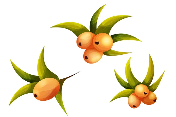 Havtorn Med Blad Tecknad Stil Apelsin Vitaminhälsa Bär Gren Isolerad — Stock vektor