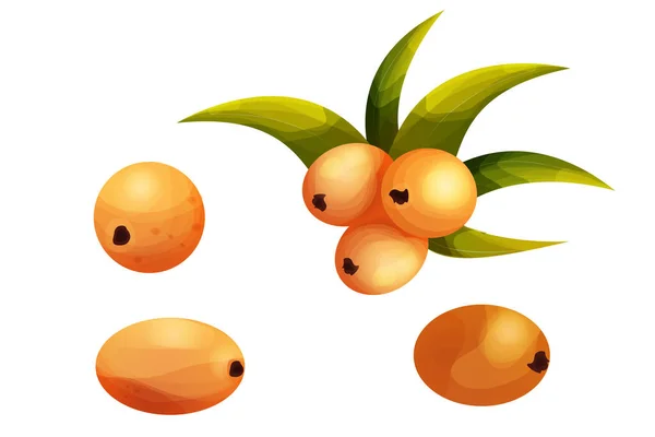 Havtorn Med Blad Tecknad Stil Apelsin Vitaminhälsa Bär Gren Isolerad — Stock vektor