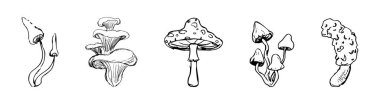 Mantar çizimi, fantezi orman hattı bitkisi. Botanik el çizimi mantarları hazırlayın. Dövme imzası doğrusal. Vektör illüstrasyonu