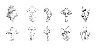 Mantar çizimi, fantezi orman hattı bitkisi. Botanik el çizimi mantarları hazırlayın. Dövme imzası doğrusal. Vektör illüstrasyonu