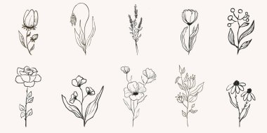 Çiçeksel botanik dişi vahşi çiçek yaz çizimi. En son moda düğün bitkileri, zarif yapraklı minimalist çiçekler. Küçük bir dövme, zarif bir kırsal. Vektör illüstrasyonu