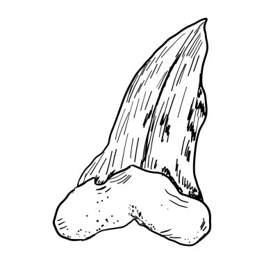 Köpekbalığı dişi eskiz dövmesi, megalodon çizgisi keskin siluet. Çene dişleri fosili, doku retro sembolü. - Evet. Vektör illüstrasyonu