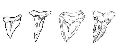 Köpekbalığı dişi eskiz dövmesi, megalodon çizgisi keskin siluet. Çene dişleri fosili, doku retro sembolü. - Evet. Vektör illüstrasyonu