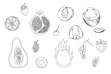 Çizim meyve, el çizimi tropikal meyve ve böğürtlen. Tatlı taze dilimlenmiş kivi, şeftali ve nar, tatlı kiraz ve çilek. Yapraklı armut. Hindistan cevizi dilimi ve yarım incir. Vektör