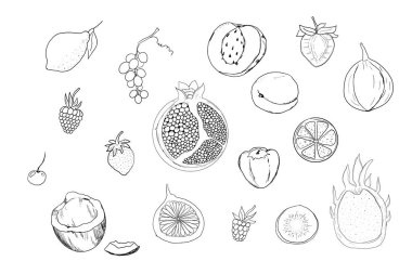 Çizim meyve, el çizimi tropikal meyve ve böğürtlen. Tatlı taze dilimlenmiş kivi, şeftali ve nar, tatlı kiraz ve çilek. Yapraklı armut. Hindistan cevizi dilimi ve yarım incir. Vektör