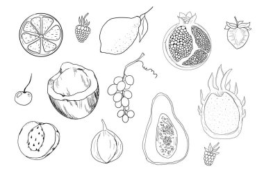 Çizim meyve, el çizimi tropikal meyve ve böğürtlen. Tatlı taze dilimlenmiş kivi, şeftali ve nar, tatlı kiraz ve çilek. Yapraklı armut. Hindistan cevizi dilimi ve yarım incir. Vektör