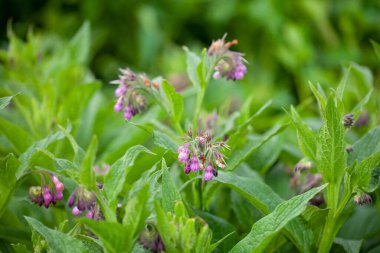 Comfrey (Symphytum officinale). Comfrey yüzyıllardır geleneksel tıpta çeşitli hastalıkların tedavisinde kullanılıyor. İltihap önleyici, ağrı kesici, yaraları iyileştiren, kemik güçlendirici etkisi var.