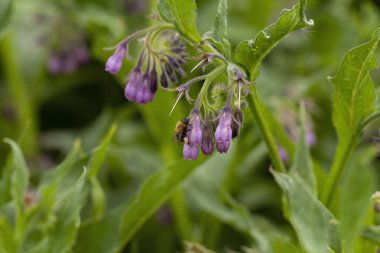 Comfrey (Symphytum officinale). Comfrey yüzyıllardır geleneksel tıpta çeşitli hastalıkların tedavisinde kullanılıyor. İltihap önleyici, ağrı kesici, yaraları iyileştiren, kemik güçlendirici etkisi var.