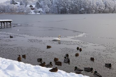 Litvanya 'nın Trakai kentinde şiddetli soğuk bir gün (-20C). Buz donuyor, yaban kuşları için yer kalmıyor. Kuğular ve ördekler için. Akşama kadar hepsi çözülmemiş nehirlere uçup gidecekler....
