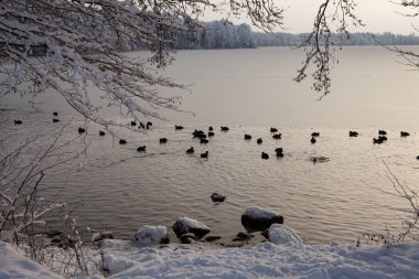 A bitterly cold day (-20C) in Trakai, Lithuania. The ice is freezing over, leaving no space for wildfowl - swans and ducks. By evening, they will all fly away to unfrozen rivers... clipart