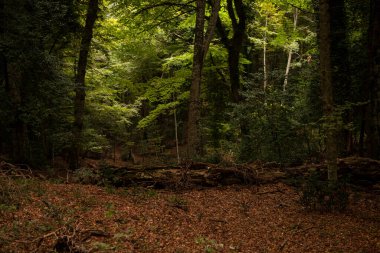 Gargano, İtalya 'nın Apulia bölgesinde bulunan bir milli parktır. Gargano, İtalya 'da kalan tek meşe ve kayın ormanı olan Umbra Ormanı ile kısmen kaplıdır..