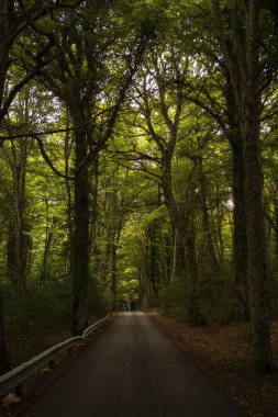 Karanlık ve gizemli Umbra Ormanı boyunca antik meşe ve kayın ağaçlarıyla dolu manzaralı bir yol. Gargano Ulusal Parkı, Apulia bölgesi, İtalya.