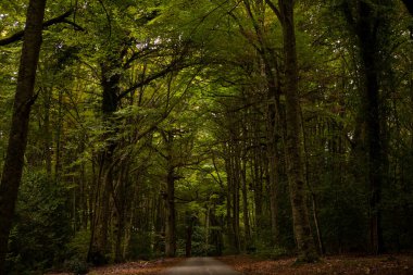 Karanlık ve gizemli Umbra Ormanı boyunca antik meşe ve kayın ağaçlarıyla dolu manzaralı bir yol. Gargano Ulusal Parkı, Apulia bölgesi, İtalya.