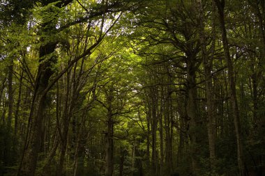 Gargano, İtalya 'nın Apulia bölgesinde bulunan bir milli parktır. Gargano, İtalya 'da kalan tek meşe ve kayın ormanı olan Umbra Ormanı ile kısmen kaplıdır..