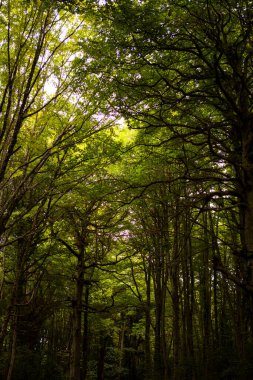 Gargano, İtalya 'nın Apulia bölgesinde bulunan bir milli parktır. Gargano, İtalya 'da kalan tek meşe ve kayın ormanı olan Umbra Ormanı ile kısmen kaplıdır..
