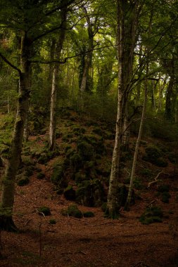 Gargano, İtalya 'nın Apulia bölgesinde bulunan bir milli parktır. Gargano, İtalya 'da kalan tek meşe ve kayın ormanı olan Umbra Ormanı ile kısmen kaplıdır..