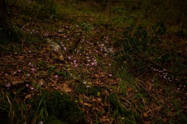 Umbra ormanlarında yosunların arasında büyüyen vahşi siklamenler. Gargano Ulusal Parkı, Apulia, İtalya