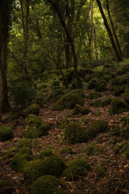 Gargano, İtalya 'nın Apulia bölgesinde bulunan bir milli parktır. Gargano, İtalya 'da kalan tek meşe ve kayın ormanı olan Umbra Ormanı ile kısmen kaplıdır..