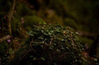 Umbra Ormanı, yosunlu kayaların üzerine sarmaşık örtülü yeşil bir duvar halısıdır. İtalya, Apulia 'daki Gargano Ulusal Parkı' nda yer almaktadır..