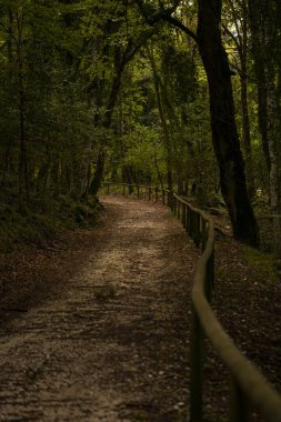 Karanlık ve gizemli Umbra Ormanı boyunca antik meşe ve kayın ağaçlarıyla dolu manzaralı bir yürüyüş yolu. Gargano Ulusal Parkı, Apulia bölgesi, İtalya.