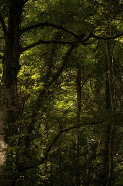 Gargano, İtalya 'nın Apulia bölgesinde bulunan bir milli parktır. Gargano, İtalya 'da kalan tek meşe ve kayın ormanı olan Umbra Ormanı ile kısmen kaplıdır..