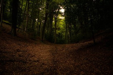 Gargano, İtalya 'nın Apulia bölgesinde bulunan bir milli parktır. Gargano, İtalya 'da kalan tek meşe ve kayın ormanı olan Umbra Ormanı ile kısmen kaplıdır..