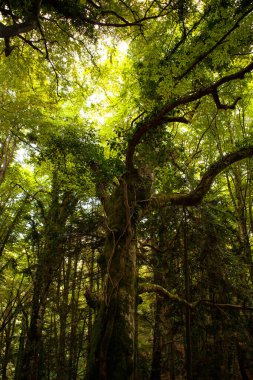Vahşi sarmaşıklar ve sarmaşıklar bir kayın ağacının gövdesine tutunur. Umbra Ormanı, Gargano Ulusal Parkı, İtalya