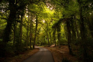 Karanlık ve gizemli Umbra Ormanı boyunca antik meşe ve kayın ağaçlarıyla dolu manzaralı bir yol. Gargano Ulusal Parkı, Apulia bölgesi, İtalya.