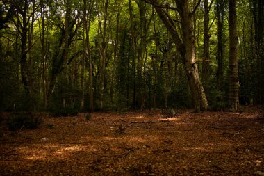 Gargano, İtalya 'nın Apulia bölgesinde bulunan bir milli parktır. Gargano, İtalya 'da kalan tek meşe ve kayın ormanı olan Umbra Ormanı ile kısmen kaplıdır..