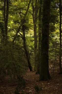 Gargano, İtalya 'nın Apulia bölgesinde bulunan bir milli parktır. Gargano, İtalya 'da kalan tek meşe ve kayın ormanı olan Umbra Ormanı ile kısmen kaplıdır..