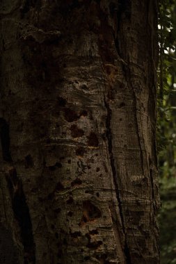 Eski bir kayın ağacının çürüyen gövdesi, kabuğun altındaki böcekleri ararken ağaçkakanların ve diğer kuşların amansız gagalamalarından derin yara almıştı. Umbra Ormanı, İtalya.
