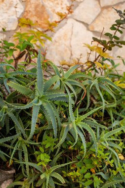 Peschici, Apulia bölgesi, İtalya 'da bir evin yakınında büyüyen yaygın aloe vera bitkisi.