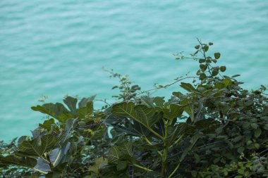 Canlı Akdeniz bitkileri, derin mavi Adriyatik Denizi 'ne zıt olarak engebeli kayalara tutunur..