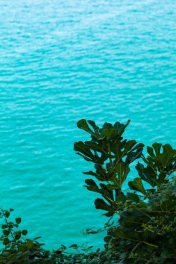 Canlı Akdeniz bitkileri, derin mavi Adriyatik Denizi 'ne zıt olarak engebeli kayalara tutunur..