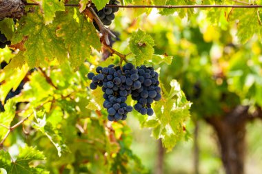 Montepulciano üzümleri, Montepulciano d 'Abruzzo' nun (İtalya) en iyi şarabını yapmak için kullanılır.)