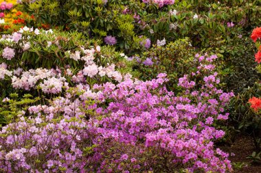 Bahar bahçesindeki renkli bir rhododendronun sersemletici çiçekleri.