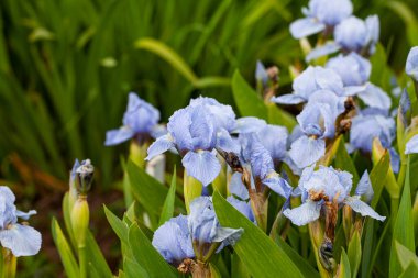 Bir bahar bahçesinde mavi süsen çiçekleri (Iris pumila 