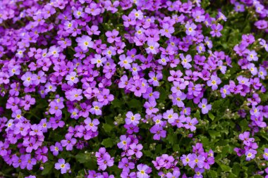 Aubrieta, çarpıcı renkli çiçek açan halılarıyla bilinen çiçekli bir bitki cinsidir. Bu düşük büyüyen, yayılan daimi varlıklar kaya bahçeleri, sınırlar ve toprak örtüsü için popüler bir seçimdir..