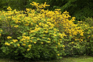 Bahçede sarı bir rhododendronun (Rhododendronum luteum) muhteşem çiçek açması.