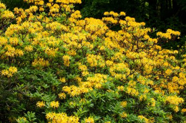 Bahçede sarı bir rhododendronun (Rhododendronum luteum) muhteşem çiçek açması.